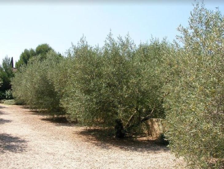 Un Gite En Provence - Les Jardins De Fontanille Saint-Rémy-de-Provence Dış mekan fotoğraf